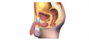 penis diagram