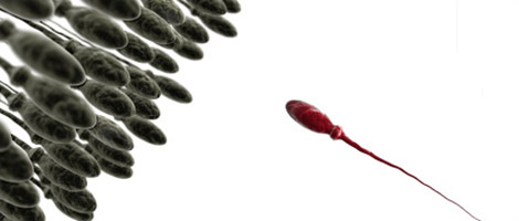 Sperm Warfare