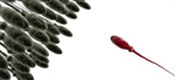 Sperm Warfare