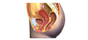 Vagina Diagram